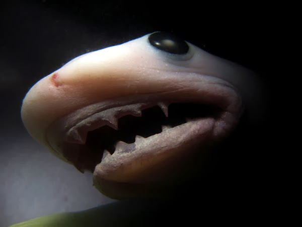 ���� ��������� ط¬ظ� ظٹظ� %2